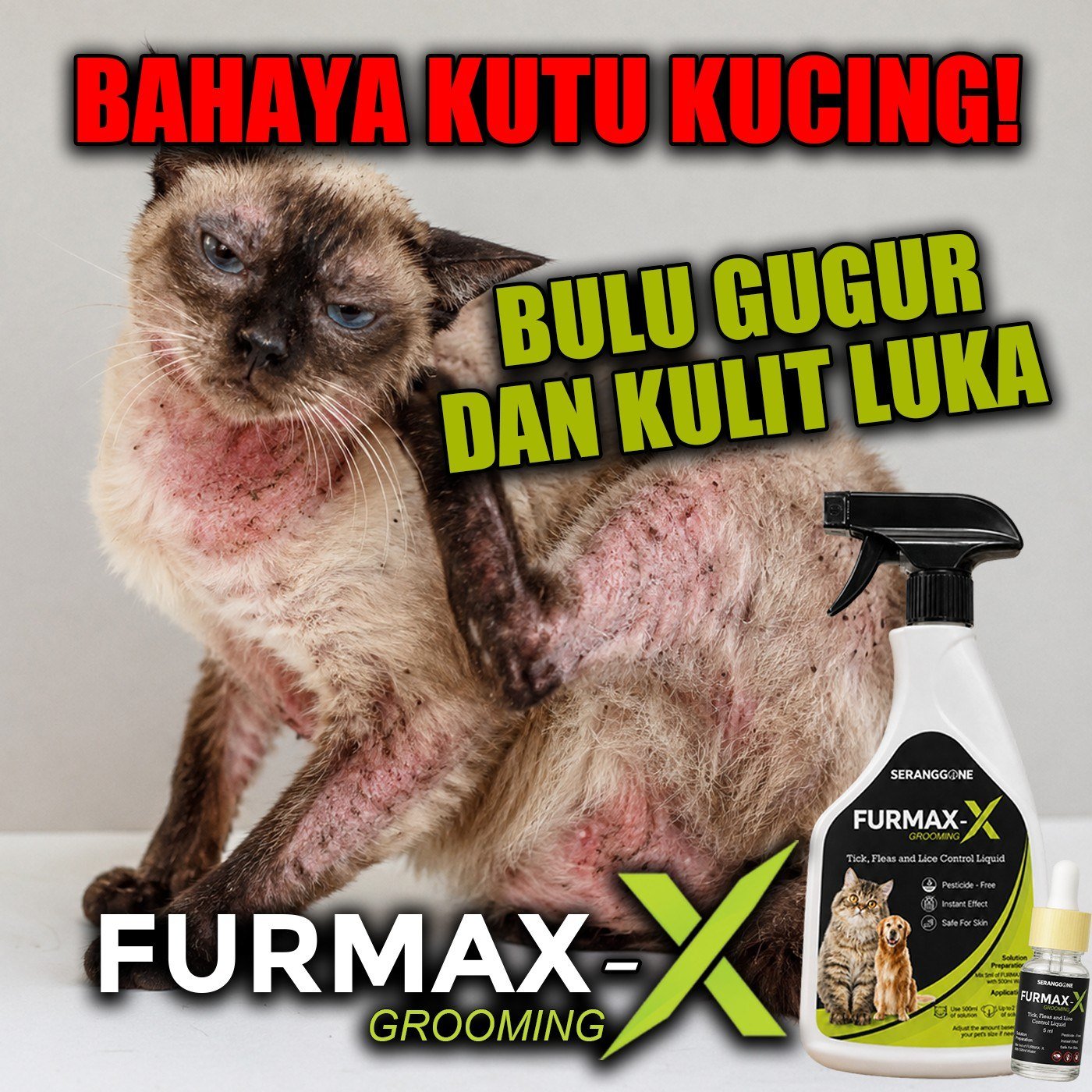 Bahaya kutu jika dibiarkan pada kucing