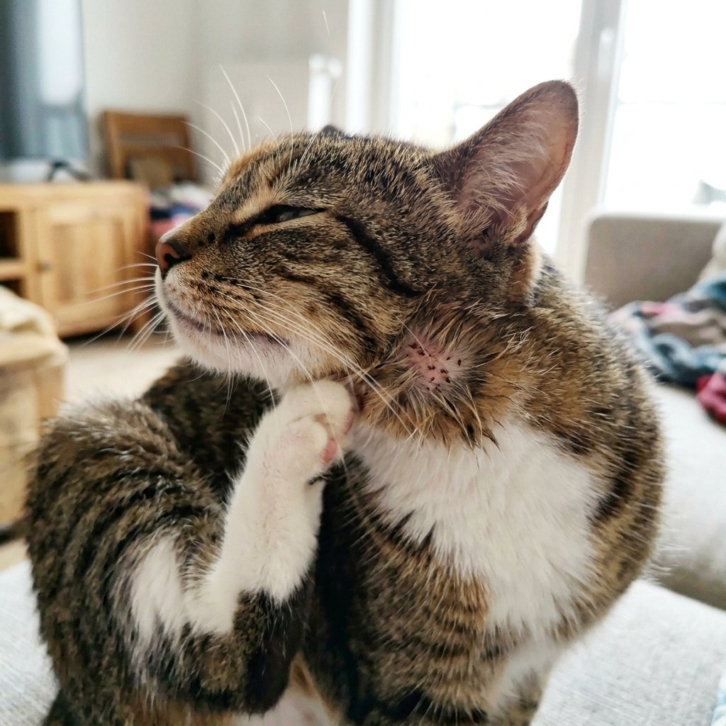Kucing menggaru tanpa henti