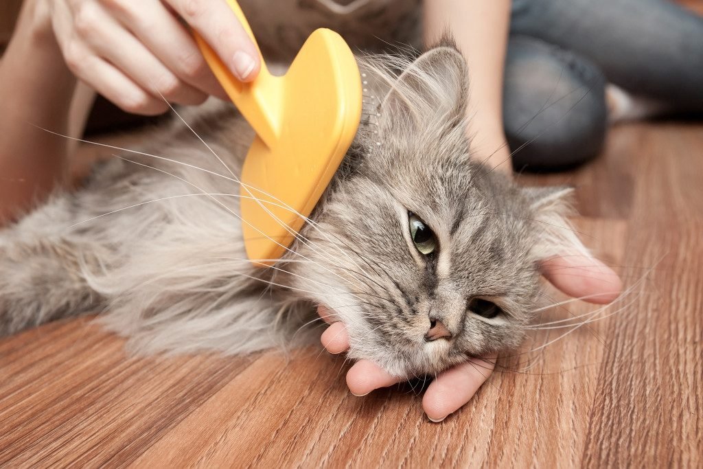 Kutu kucing berkurang dan lesap