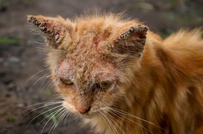 Bulu kucing melekat dan berkerak